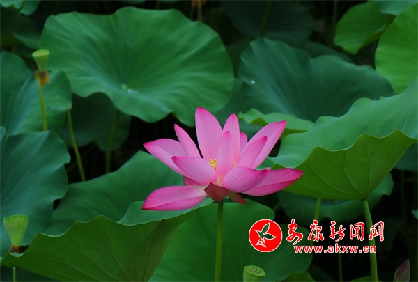 Ѯ���ӣ����١��ɡ�����