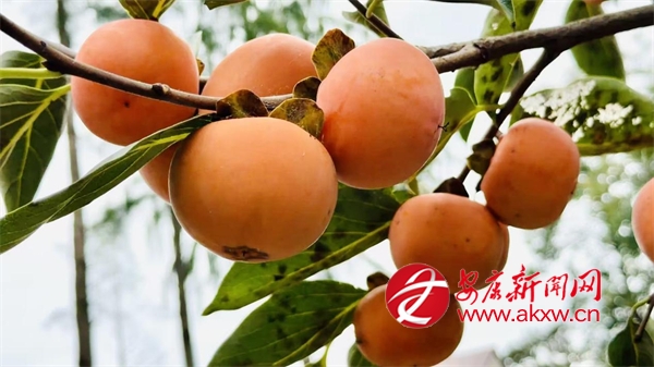 �hꎣ���ǧ�����l(xi��ng)�����Ӽt