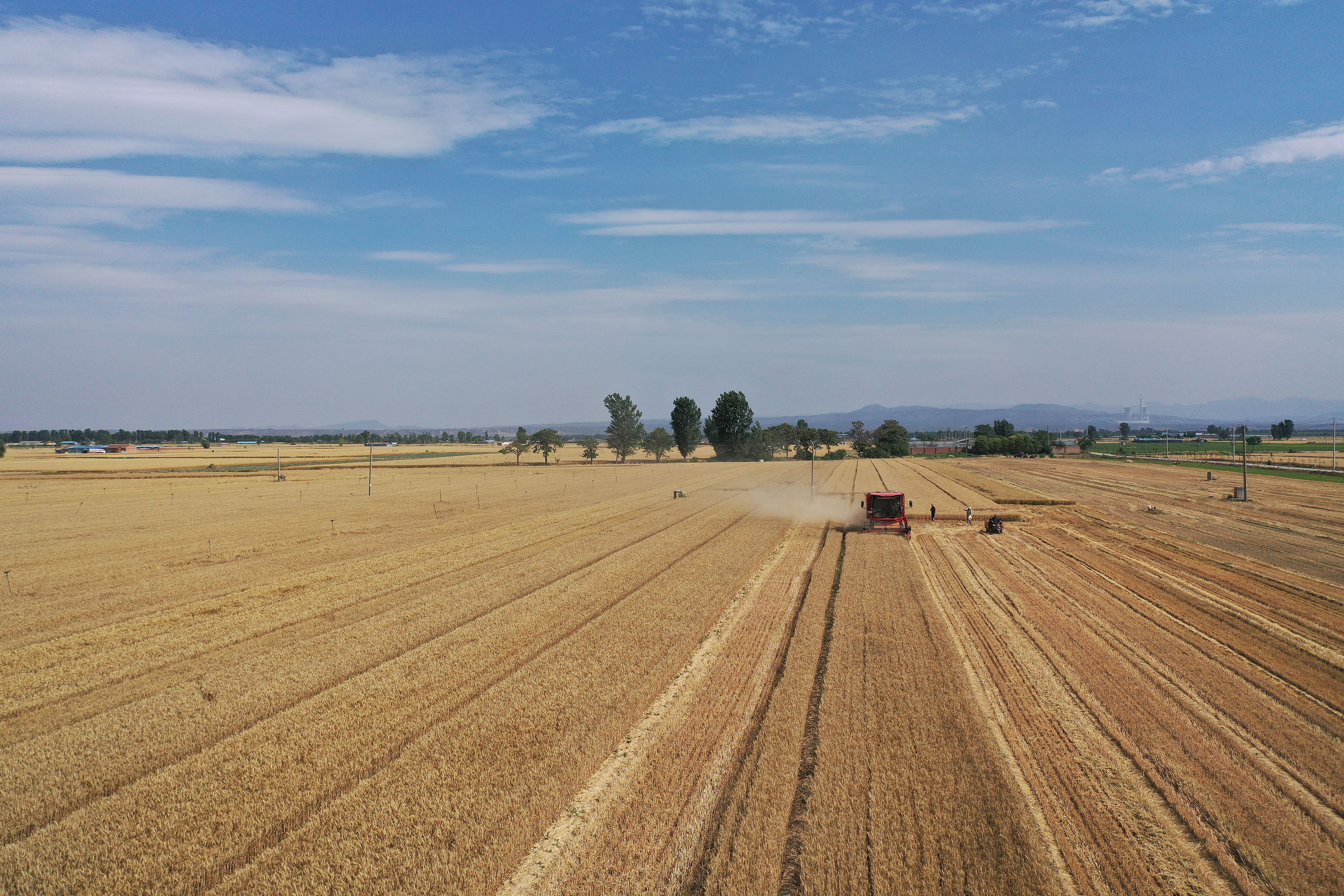 2025年6月3日，河南焦作，溫縣黃河街道灘王莊村農(nóng)民駕駛收割機(jī)收獲小麥。
